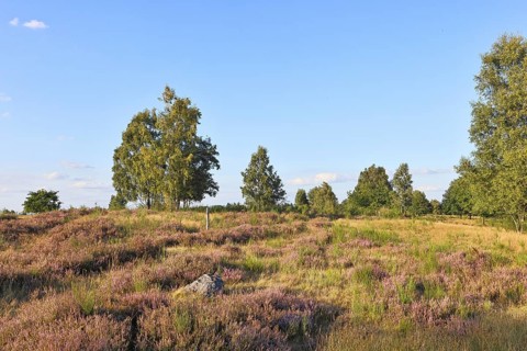 Heath landscape with heather (Calluna vulgaris) and birch trees and blue sky, Trupacher Heide