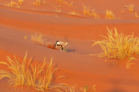 Gemsbok (Oryx gazella). Roaming the dunes of the Namib Desert. Aerial view from a helicopter.