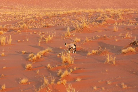 Gemsbok (Oryx gazella). At a sandy plain in the Namib Desert. Aerial view from a helicopter.