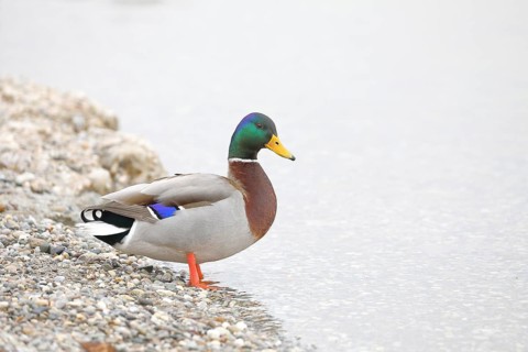 Mallard (Anas platyrhynchos), male, drake, standing on the lakeshore, Chiemsee, Prien, Bavaria,