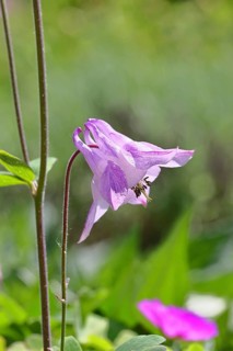 Columbine (Aquilegia vulgaris), pink flower at the edge of a forest, in spring, Wilnsdorf, North
