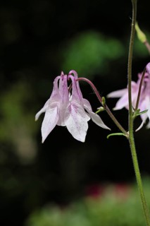 Columbine (Aquilegia vulgaris), white flower at the edge of a forest, in spring, Wilnsdorf, North