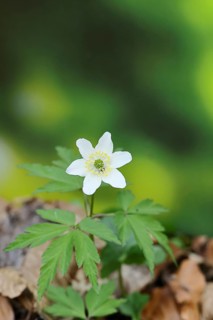 Wood anemone (Anemone nemorosa), flowering in a beech forest, spring, Wilnsdorf, North