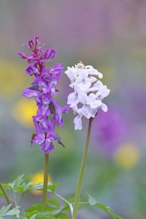 Hollow larkspur (Corydalis cava), inflorescence in a beech forest, Wilnsdorf, North
