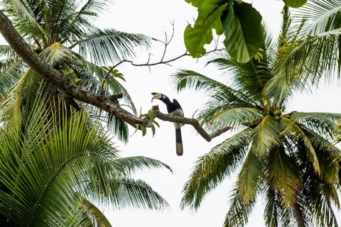 Hornbill and coconut palms, Pearl Beach, Koh Mook, Trang Province, Southern Thailand, Andaman Sea,