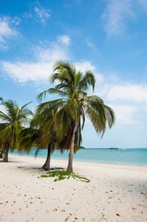 White sandy beach and coconut palms, Pearl Beach, Koh Mook, Trang Province, Southern Thailand,