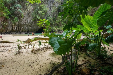 Sandy beach beach with cave in the rainforest, Emerald Cave, Koh Mook, Trang Province, Southern