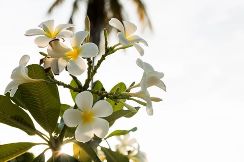 Frangipani, Pearl Beach, Koh Mook, Trang Province, Southern Thailand, Andaman Sea, Thailand