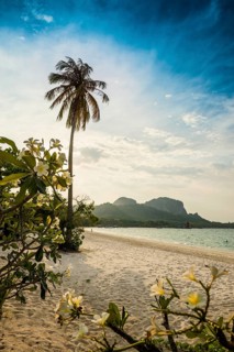 White sandy beach and coconut palms, sunset, Pearl Beach, Koh Mook, Trang Province, Southern