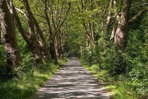 Eine Platanenallee im Hochsommer bei Konstanz, Bodensee, Landkreis Konstanz, Baden-Württemberg,