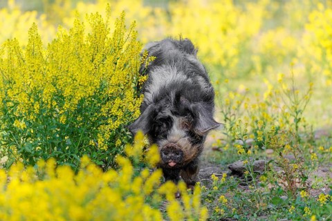 A Kunekune pig (sus scrofa domesticus), a domestic breed from New Zealand walks walks through a