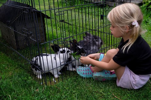 Girl, 4 years, blonde, feeds three rabbits with dandelion, rabbit hutch, animal love, Seeg,