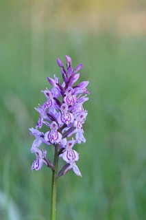 Moorland spotted orchid (Dactylorhiza maculata), inflorescence, close-up, Wilnsdorf, North