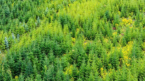 Christmas tree plantation in summer. Christmas trees grow in a coniferous forest for the coming