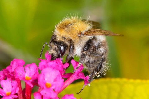 Field bumblebee (Bombus pascuorum), sucking nectar on summer lilac (Buddleja davidii), butterfly