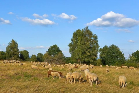 Landscape conservation with sheep and goats in the Truppacher Heide, Trupbacher Heide nature