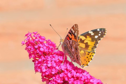 Thistle butterfly (Vanessa cardui) sucking nectar on butterfly bush (Buddleja davidii), butterfly