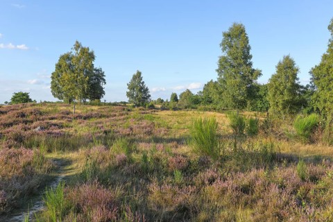 Hiking trails in the Truppacher Heide, Trupbacher Heide nature reserve with heaths and rough