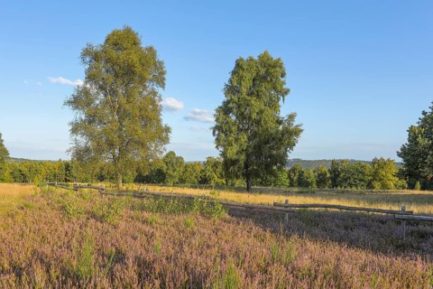 Truppacher Heide, Trupbacher Heide nature reserve with heaths and rough grassland, Siegerland,