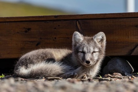 Young arctic fox (Vulpes lagopus) lying in front of a house, dozing, wild, sunny, curious, East