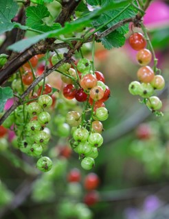 Currant bush (Ribes rubrum) with unripe and ripe berries, Münsterland, North Rhine-Westphalia,