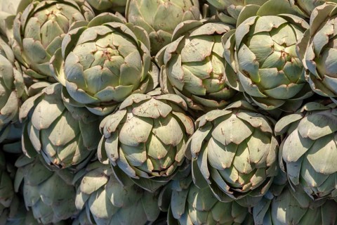Artichokes (Cynara cardunculus, syn. Cynara scolymus), Brittany, France