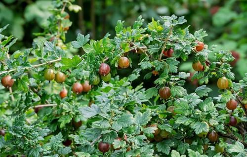 Gooseberry bush with fruit, gooseberry (Ribes uva-crispa), Münsterland, North Rhine-Westphalia,