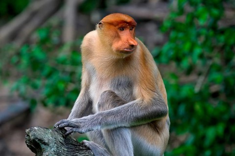 Endemic Proboscis monkey or Long-nosed monkey (Nasalis larvatus), sitting on a branch in the