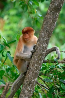 Endemic Proboscis monkey or Long-nosed monkey (Nasalis larvatus), sitting on a branch in the