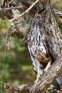 Changeable hawk-eagle (Nisaetus cirrhatus) in a tree, Sri Lanka