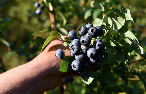 Collect and pick blueberries, bilberries (Vaccinium myrtillus)
