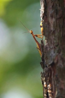 Praying mantis, August, Saxony, Germany
