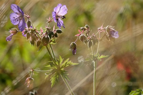 Meadow cranesbill, July, Germany