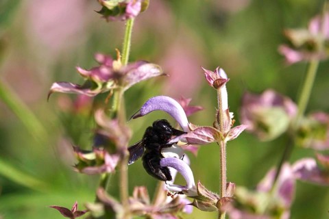 Wood bee, July, Germany