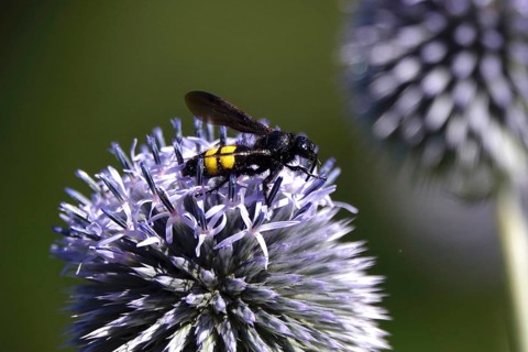Scolia hirta, July, Germany