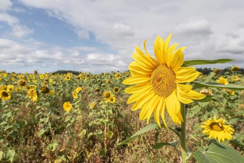 Sunflowers (Helianthus annuus), Emsland, Lower Saxony, Germany