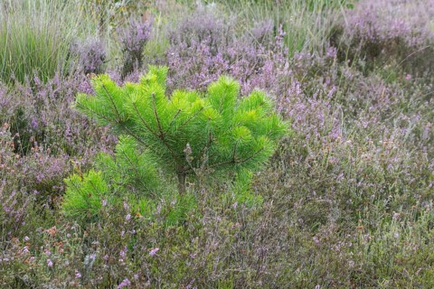 Heathland (Calluna vulgaris), Emsland, Lower Saxony, Germany