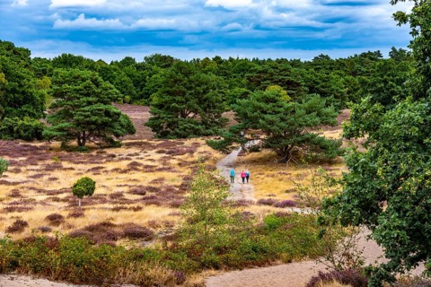 Westruper Heide, in the Hohe Mark Westmünsterland nature park Park, near Haltern am See, heather
