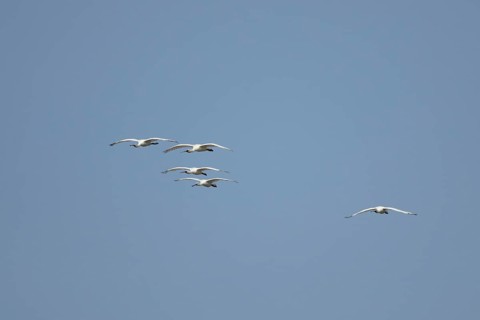 Eurasian spoonbill (Platalea leucorodia) five adult bird flying in a blue sky, England, United