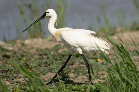 Eurasian spoonbill (Platalea leucorodia) adult bird walking on an island, England, United Kingdom