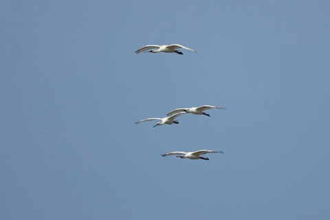 Eurasian spoonbill (Platalea leucorodia) four adult bird flying in a blue sky, England, United