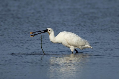 Eurasian spoonbill (Platalea leucorodia) adult bird in a shallow lagoon with a stick in its beak,