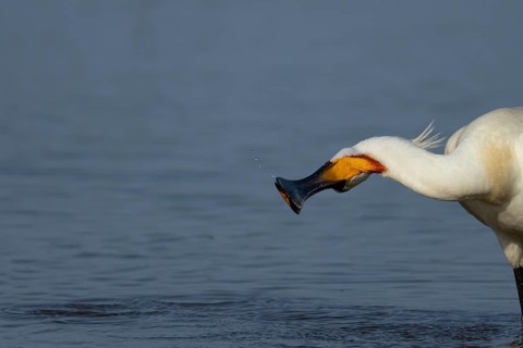 Eurasian spoonbill (Platalea leucorodia) adult bird in a shallow lagoon, England, United Kingdom