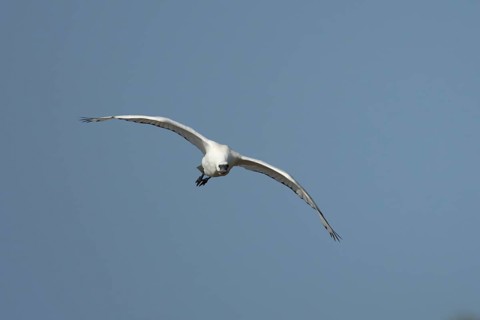 Eurasian spoonbill (Platalea leucorodia) adult bird flying in a blue sky, England, United Kingdom