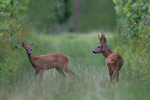 Roebuck in rut, leaf time, Biburg, Eifel Rhineland-Palatinate, Germany