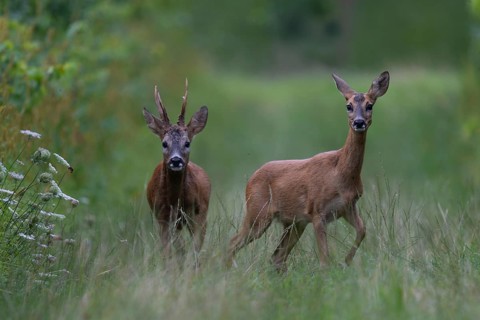 Roebuck in the rut, Biburg leaf time, Eifel Rhineland-Palatinate, Germany