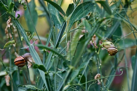 Plants in the garden with snails, July, Germany