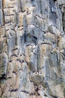 Thick-billed guillemot (Uria lomvia) on breeding rocks, alcids (Alcidae), Alkefjellet, Spitsbergen,