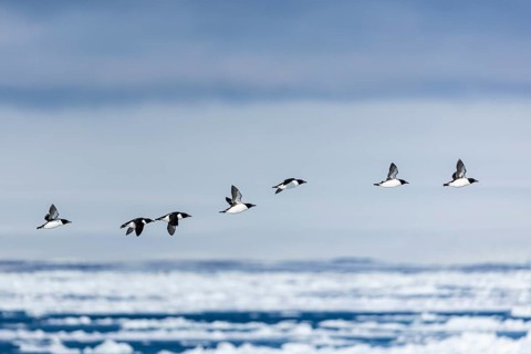 Thick-billed guillemot (Uria lomvia) in flight, alcids (Alcidae), Alkefjellet, Spitsbergen,