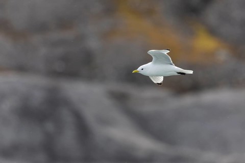 Black-legged kittiwake (Rissa tridactyla) flying in front of rock, Recherchebreen, Spitsbergen,